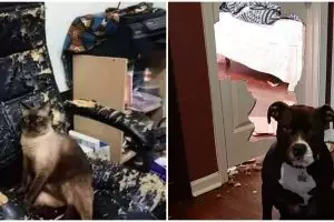 13 Momen apes barang rusak akibat hewan peliharaan ini ngeselin abis