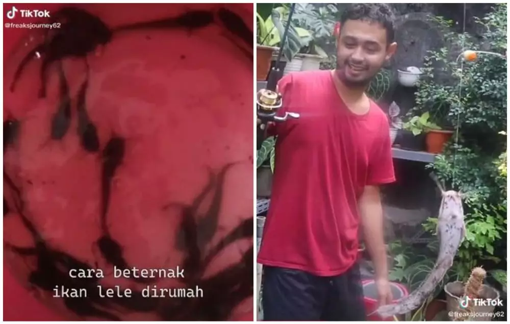 orang kasih tutorial ternak lele lucu © berbagai sumber orang kasih tutorial ternak lele lucu © berbagai sumber