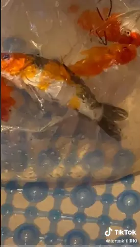 Aksi wanita makan sop ikan hias Tiktok