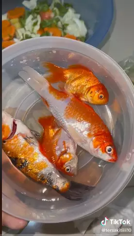 Aksi wanita makan sop ikan hias Tiktok