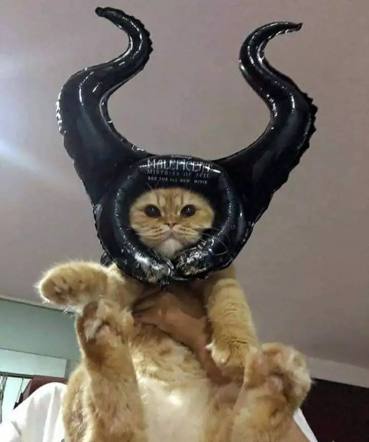 Potret lucu hewan saat pakai kostum Berbagai sumber