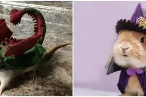 11 Potret lucu hewan saat pakai kostum ini menggemaskan