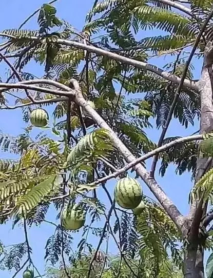 penampakkan pohon beda dengan buahnya Berbagai sumber