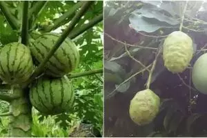 11 Penampakan pohon dan buah yang nggak sesuai, bikin bingung lihatnya