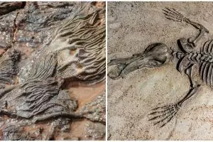 Pengertian fosil adalah, kenali proses pembentukan dan jenisnya