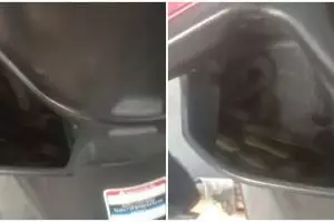 Bikin gemetar, wanita ini temukan ular 'numpang' di dashboard motornya