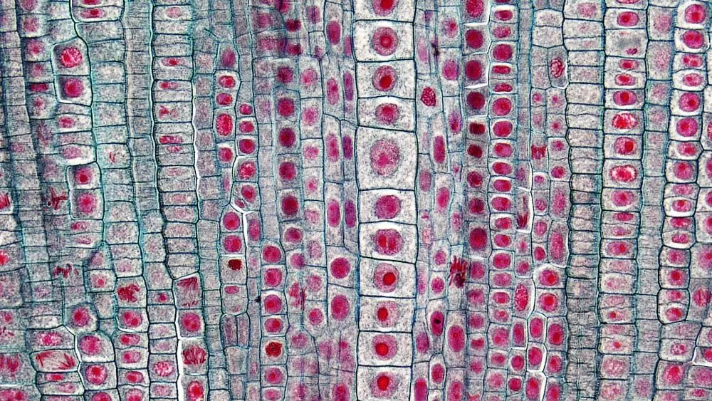 Pengertian dan jenis-jenis jaringan tumbuhan © berbagai sumber Pengertian dan jenis-jenis jaringan tumbuhan © berbagai sumber