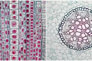 Pengertian jaringan pada tumbuhan, kenali jenis beserta fungsinya