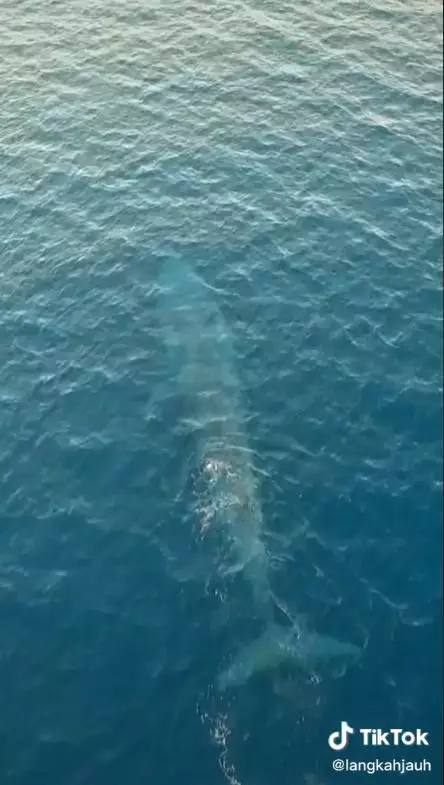 aksi pria merekam paus biru © 2022 TikTok aksi pria merekam paus biru © 2022 TikTok