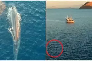 Paus biru sebesar kapal terekam kamera turis di Labuan Bajo