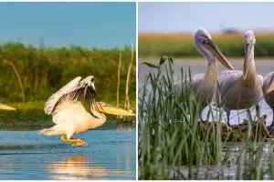 Pengertian biosfer, ketahui fungsi, komponen, dan karakteristiknya