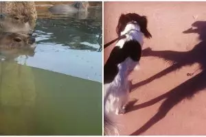 17 Potret kocak bayangan beda dari benda aslinya ini bikin heran