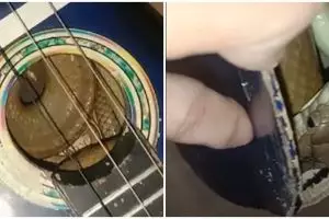 Hendak main gitar, pria ini justru temukan ular di dalamnya