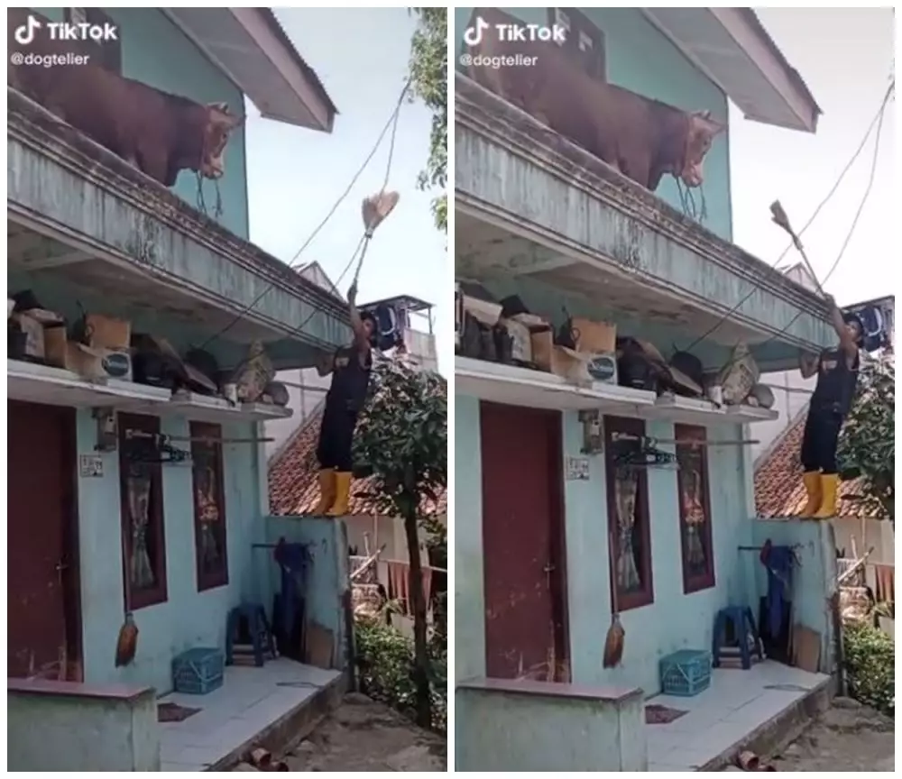 sapi bisa nyasar ke lantai dua © berbagai sumber sapi bisa nyasar ke lantai dua © berbagai sumber