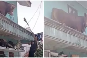 Lepas dari kandang, sapi ini nyasar ke lantai 2 rumah dan bikin panik