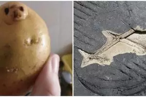 11 Potret benda nggak sengaja mirip hewan ini bikin lihat dua kali