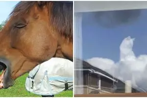 15 Potret ilusi optik hewan ini bikin mikir keras