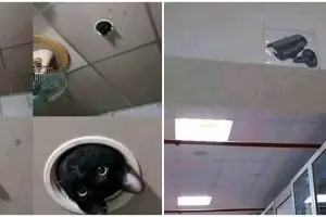 11 Potret CCTV ini menipu mata, bikin lihat dua kali