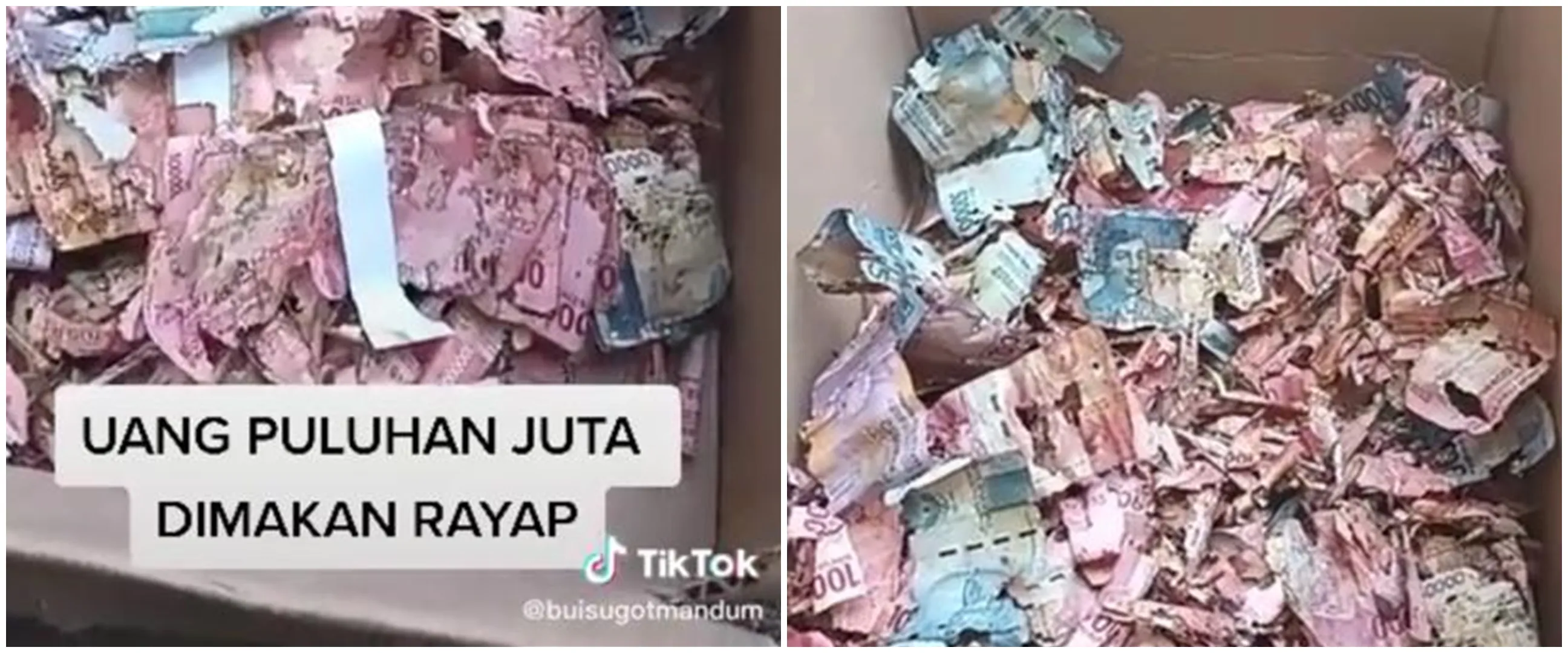 Uang tabungan haji Rp 50 juta milik penjaga sekolah dimakan rayap