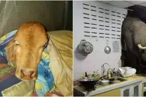 13 Penampakan hewan masuk rumah ini bikin heran sekaligus ngeri