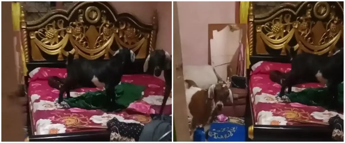 Lupa tutup pintu, wanita ini kaget dengan sosok bersantai di kamarnya