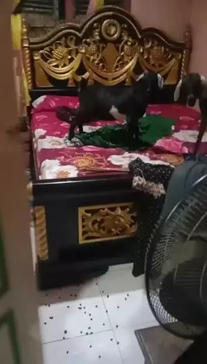 Wanita ini kaget lihat kambing masuk kamar TikTok