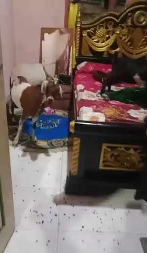 Wanita ini kaget lihat kambing masuk kamar TikTok