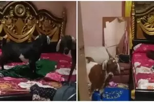 Lupa tutup pintu, wanita ini kaget dengan sosok bersantai di kamarnya