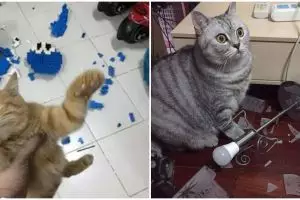15 Tingkah kocak kucing bikin rumah berantakan, mau marah nggak bisa