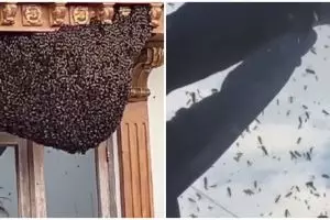 Wanita ini perlihara sarang lebah di rumah, alasannya bikin heran