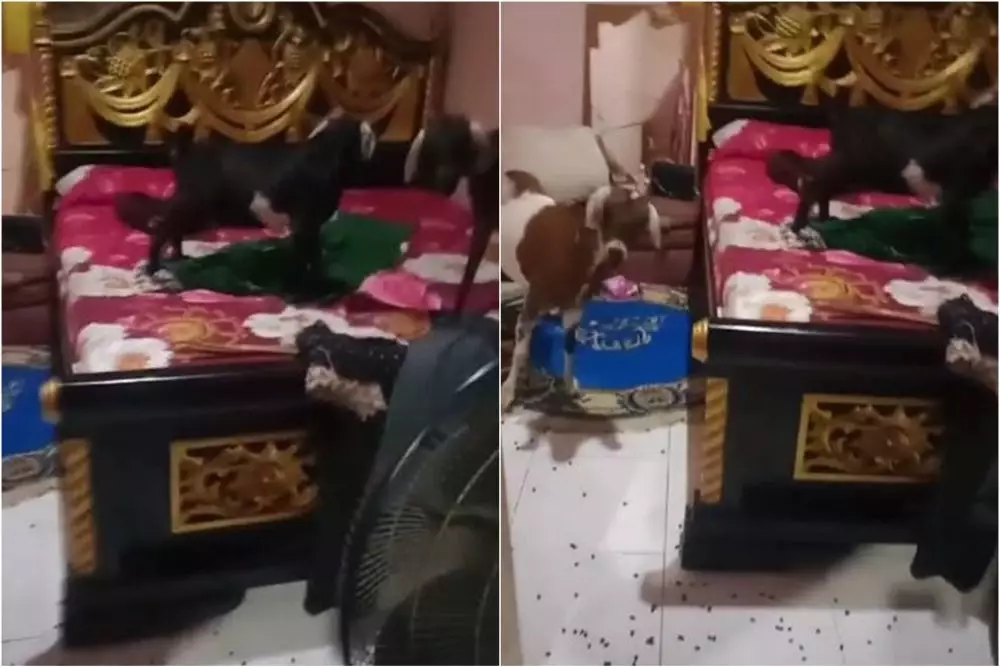 wanita syok kamar tidur jadi kandang © TikTok
