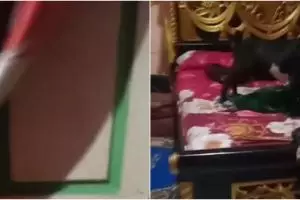 Lupa tutup pintu, wanita ini syok kamar tidur mendadak jadi kandang