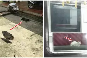 11 Momen lucu potret hewan nggak pada tempatnya, kok bisa ya?