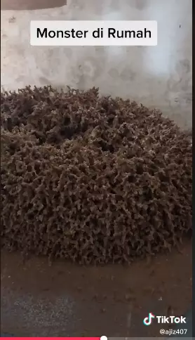 Penampakan gunungan sarang rayap di rumah Tiktok Penampakan gunungan sarang rayap di rumah Tiktok