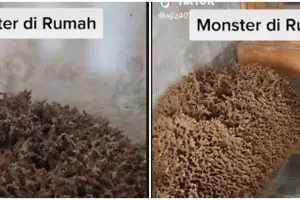 Penampakan gunungan sarang rayap di rumah ini bikin tubuh merinding