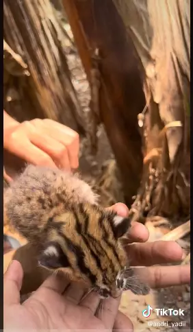 kucing langka Tiktok