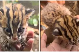 Pria temukan kucing langka di pekarangan, pilih lepasliarkan ke hutan