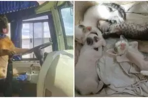 17 Aksi hewan mirip manusia ini bikin gemas sekaligus geleng kepala