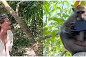 Aksi lucu monyet jambret iPhone milik turis di Nusa Penida