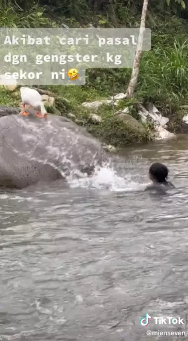 Nekat isengin angsa di sungai © TikTok