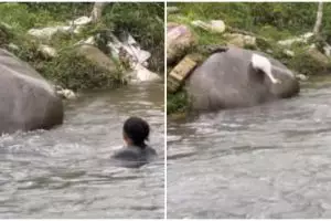 Nekat isengin angsa di sungai, pria ini alami kejadian tak terduga