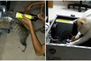 11 Potret aksi nyeleneh kucing jadi tukang reparasi, bikin gemes