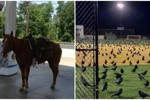 15 Momen lucu hewan nyasar ke tempat tak terduga, kok bisa ya?