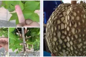 11 Tingkah lucu orang akali benda berduri ini idenya ngaco abis