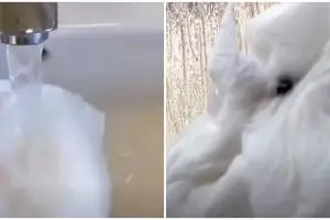 Cara ampuh mengusir lalat hanya pakai tisu, idenya brilian