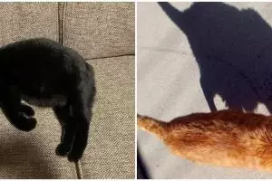 15 Potret bayangan ini bikin penampakan foto jadi kelihatan beda