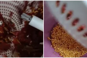Tak perlu pisau, ini cara cepat memisahkan cabai kering dari bijinya