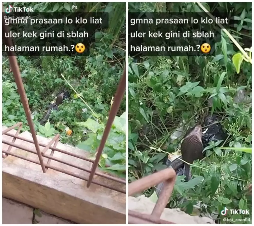 penampakan ular kobra di rumah © berbagai sumber