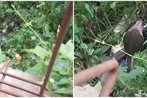 Penampakan ular kobra nongol di samping rumah, bikin ikut deg-degan