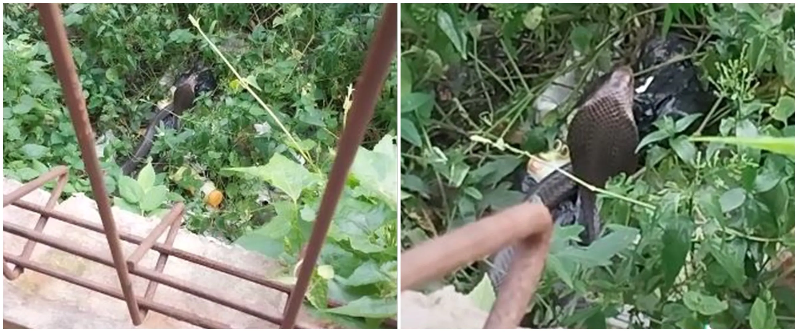 Penampakan ular kobra nongol di samping rumah, bikin ikut deg-degan